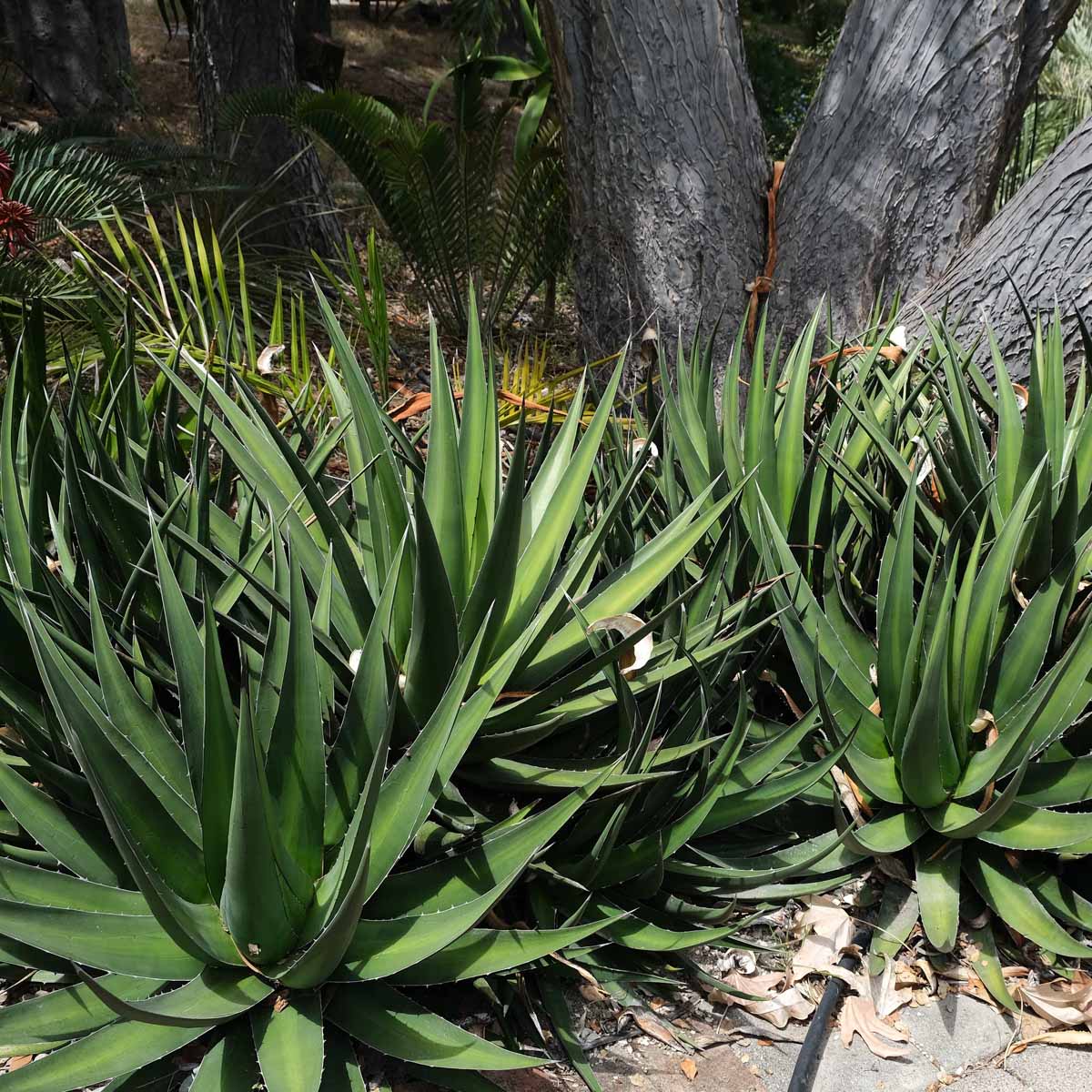 Agave and Hechtia Specimen Gallery
